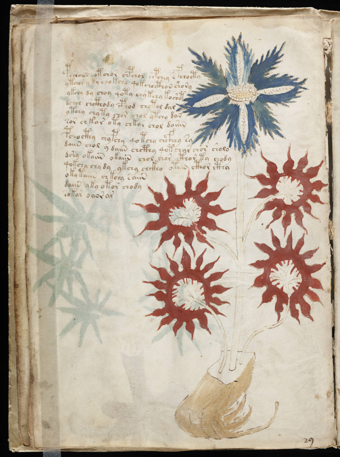 A page from a medieval manuscript showing a plant with a blue starburst flower and four red spiked blooms, beside several paragraphs of handwriting in an unknown alphabet.